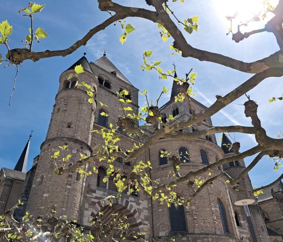 1 Dom_Frühling_Sonne_Platane_c_Trier Tourismus und, © Trier Tourismus und Marketing