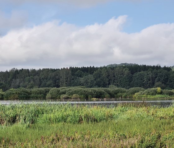 Paradis des oiseaux