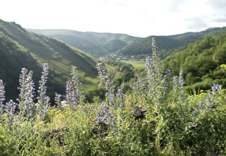 AhrSteig mit Blick-nach-Rech-Saffenburg, © Ahrtaltourismus e.V.