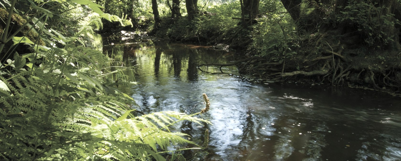 Der Fluss Irsen auf dem Irsenpfad, © Naturpark Südeifel, J. Mathias