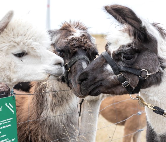 Lama und Alpaka, © Eifel Tourismus GmbH, AR - shapefruit AG