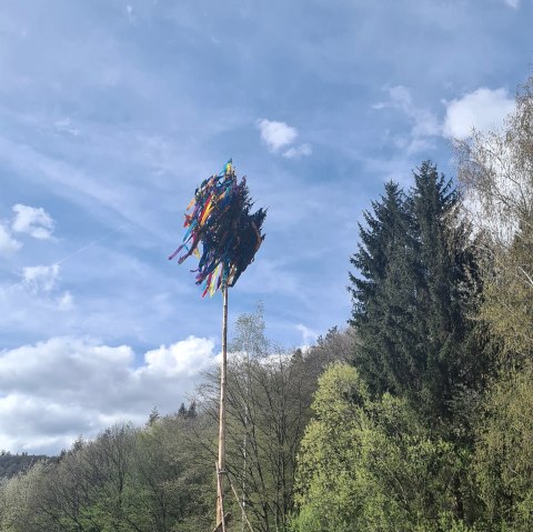 Maibaum in der Hocheifel, © Daniela Scheffold