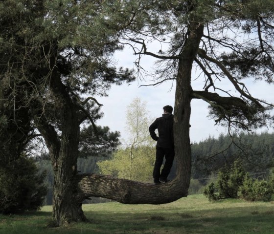 Unterwegs auf dem Traumpfad Bergeheidenweg, © Foto: Svenja Schulze-Entrup, Quelle: Touristik-Büro Vordereifel