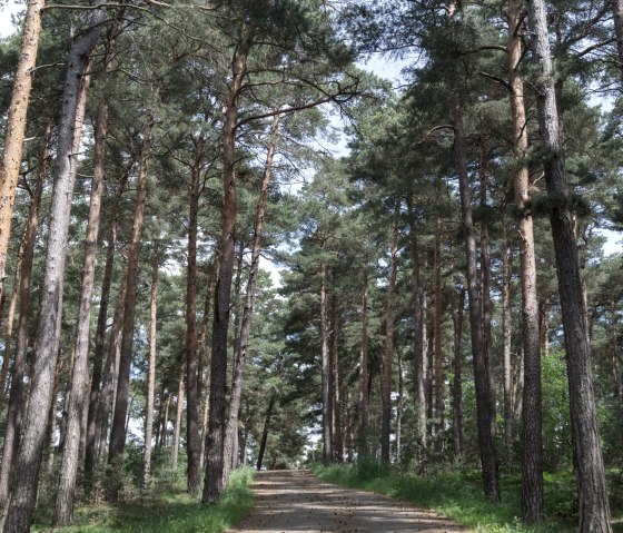 Weg zum Bleiberg, Eifelspur Soweit das Auge reicht, © Nordeifel Tourismus