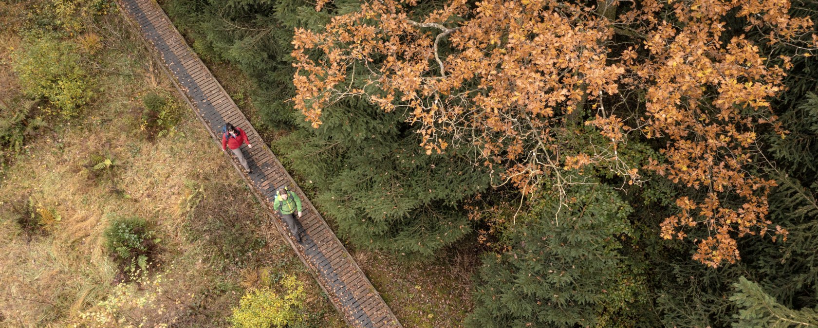 Wanderer auf Steg im Herbst auf dem Moore-Pfad Schneifel, © Eifel Tourismus GmbH, Dominik Ketz