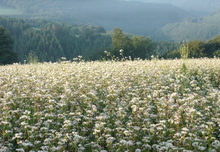 Kräuterwanderung Wiese, © Tourist-Info Islek