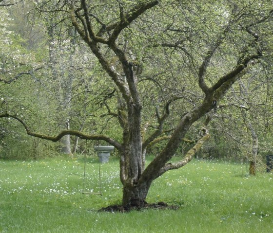 Baum im Garten, © Graichen