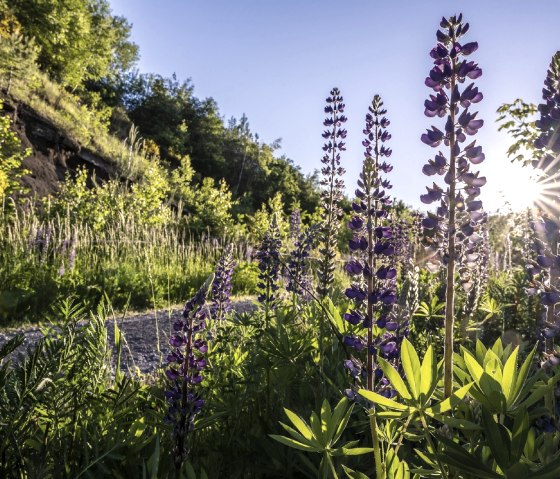 Lupinen an der Schwarzen Wand in Nickenich, © VG Pellenz/Klaus Peter Kappest