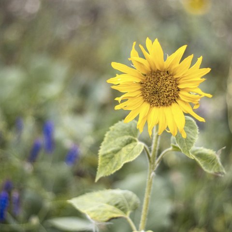 Sonnenblume