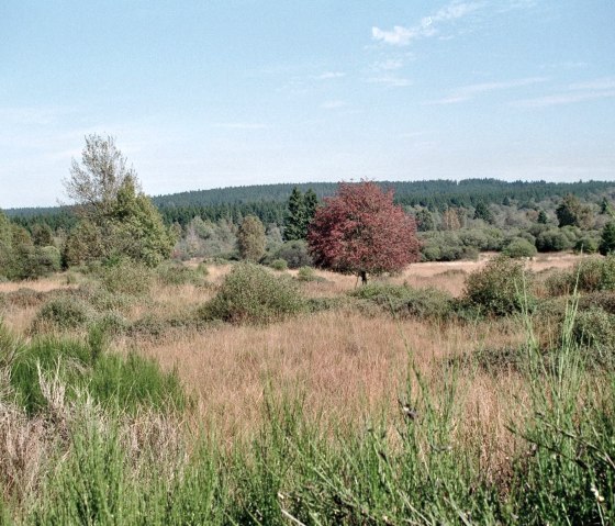 Naturpark Hohes Venn