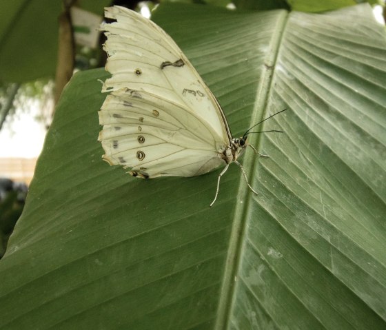 Schmetterling, © Eifalia