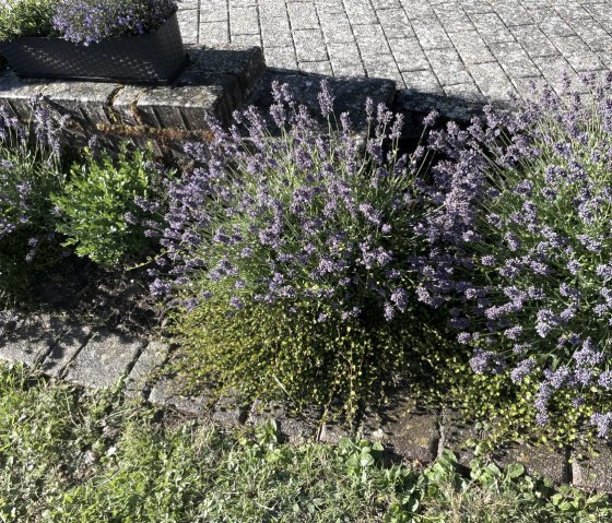 Lavendel vor dem Haus