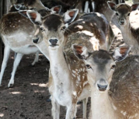 Dammwildgehege in direkter Umgebung, © Gasthaus zur Breit