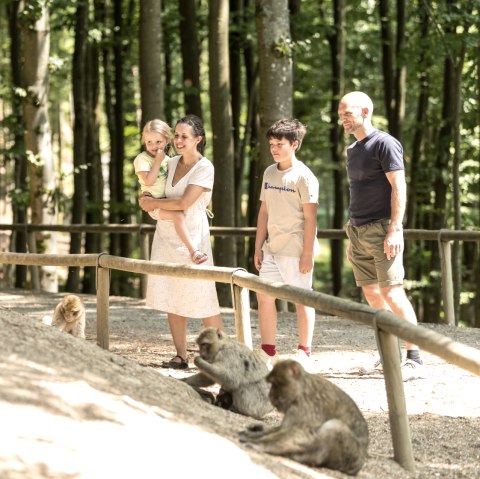 Familienausflug in den Wildpark Daun, © Rheinland-Pfalz Tourismus GmbH, D. Ketz