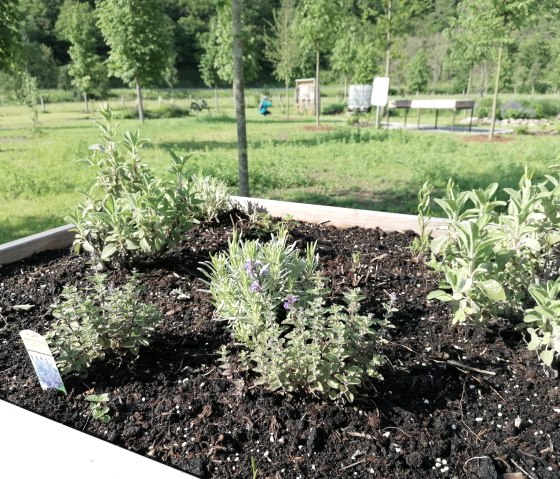 Bienenfutter-Beet im Inklusionsgarten Müsch, © Tourist-Information Hocheifel-Nürburgring