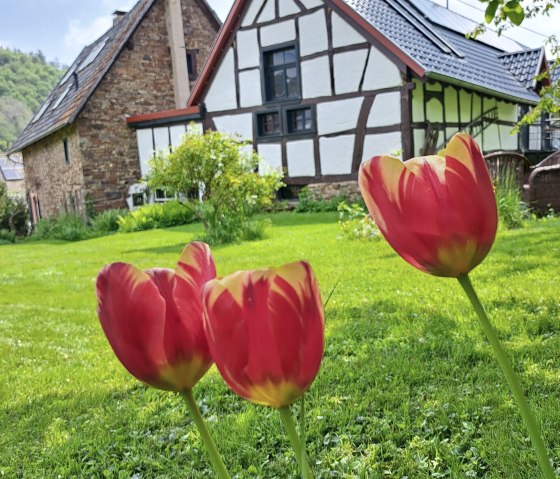 Frühling hält Einzug, © Pannhausen