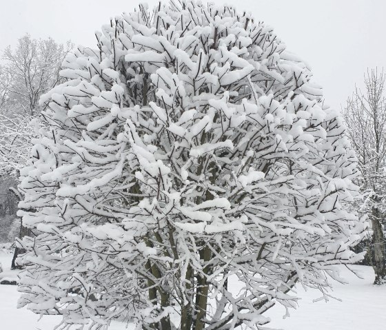 Schneebaum, © Martin Schenk