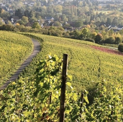 Weinberge, © Tourist-Information Wittlich Stadt & Land