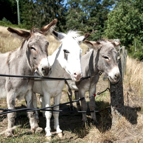 Esel Ferdi, Hugo und Filou, © Foto Nieder Daun