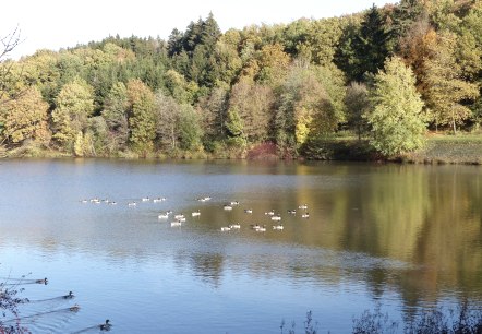 Enten auf dem Stausee, © Tourist-Information Islek, Ingrid Wirtzfeld