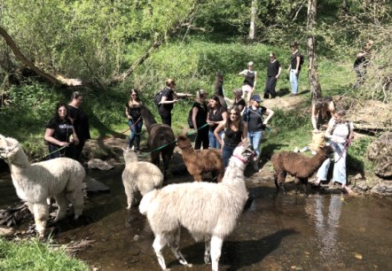 Alpakas & Lamas an ihrem Badeplatz