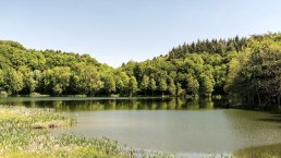 Blick auf das Holzmaar, © GesundLand Vulkaneifel/D. Ketz