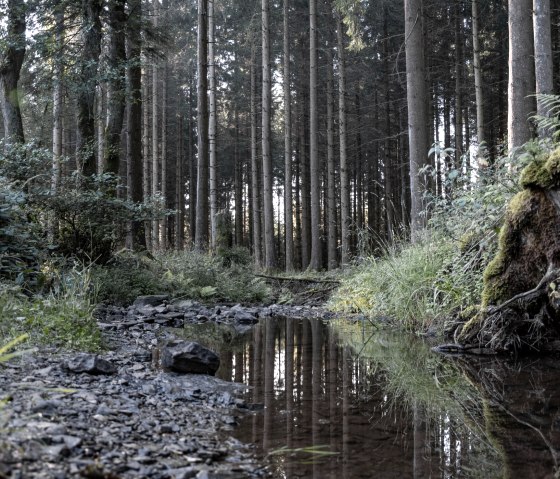 Eifelspur Dahlemer Quellenpfad - Quelle der Simmel, © Nordeifel Tourismus GmbH