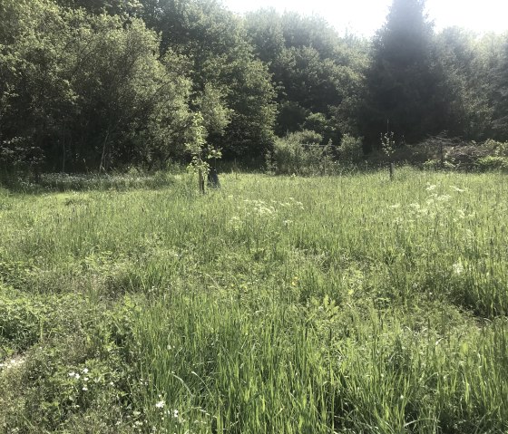 Wiese Frühling hinter dem Haus, © Bogawski/Matzke