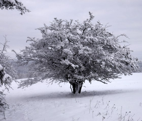 Winterzauber