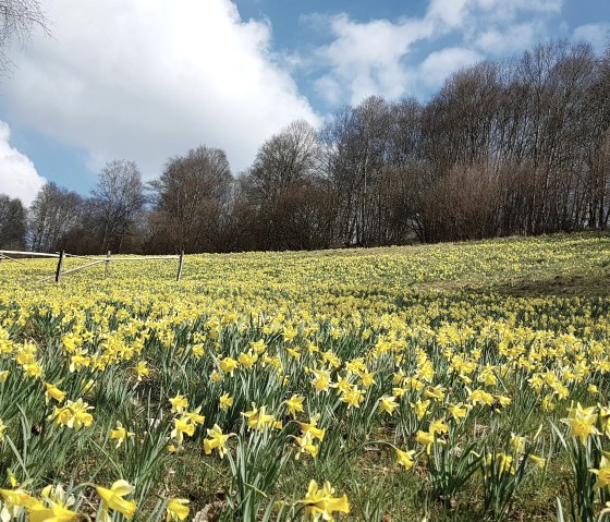 Gelbes Blütenmeer mit Narzissen, © Monschau Touristik