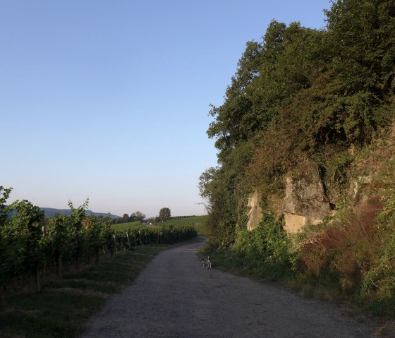 Weinberg, © Deutsch LuxemburgischeTourist Info