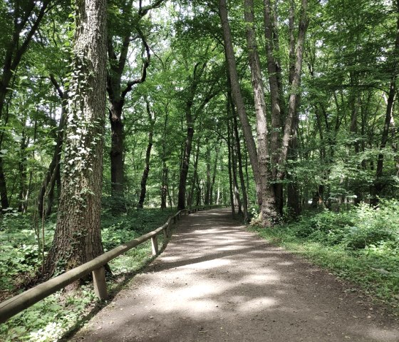 Wald von Schloss Burgau in Düren, © Sophia Eckerle