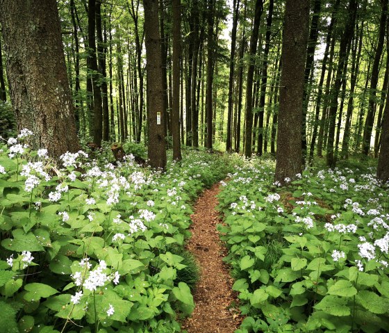 Pfad zwischen Mondviolen auf der HeimatSpur Ernstberg-Panoramaweg, © Gesundland Vulkaneifel GmbH