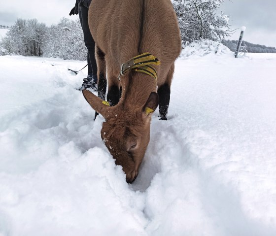 Ziegenwanderung im Schnee