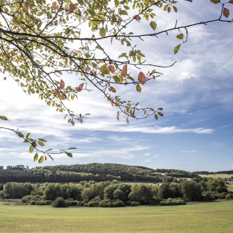 Blick ins Maar, © Natur und Geopark Vulkaneifel