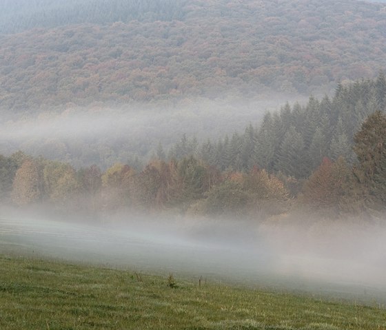 Nat'Our Route 6, Nebellandschaft, © Naturpark Südeifel, P. Haas