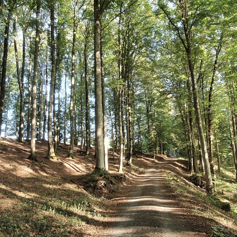 Path through the forest in the Echtersbachtal water nature trail, © TI Bitburger Land, Steffi Wagner