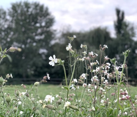 Blick von der Terasse FeWo Forelle