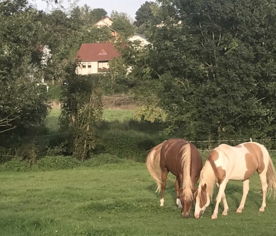 Pferdweide im Nimstal