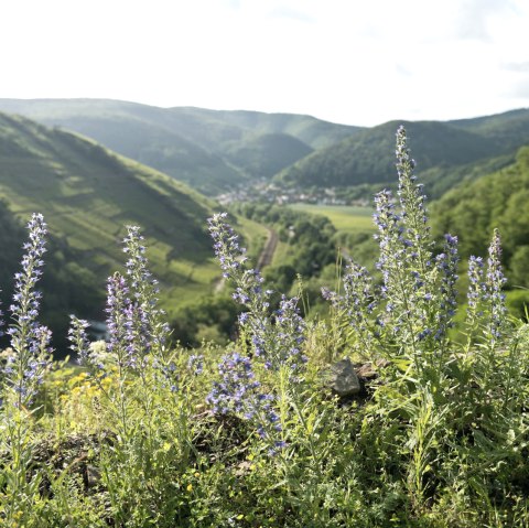 AhrSteig mit Blick-nach-Rech-Saffenburg, © Ahrtaltourismus e.V.