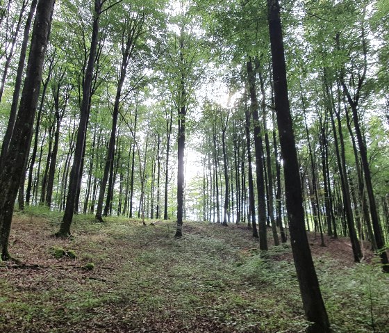 Buchenwald Schönecker Schweiz, © Tourist-Information Prümer Land, Seb. Wiesen