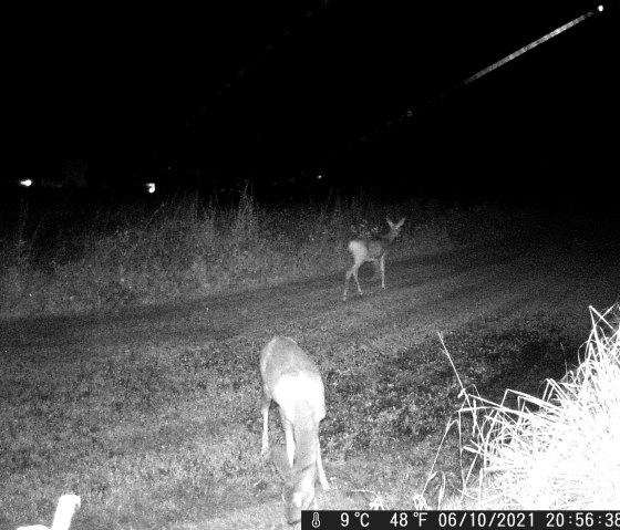 Rehe auf der Blumenwiese hinterm Ferienhaus, © Martin Schenk