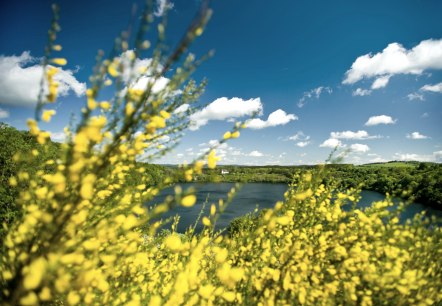 Weinfelder Maar mit Ginster, © Rheinland-Pfalz Tourismus GmbH, Dominik Ketz