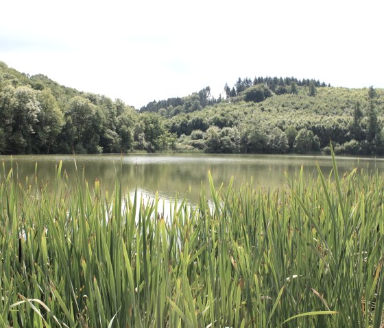 Un maar.... ou bien un lac de cratère ?, © Gesundland Vulkaneifel GmbH