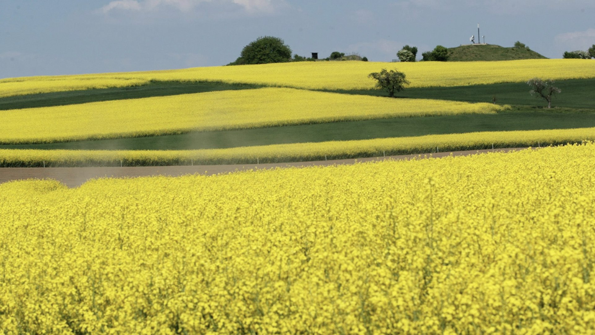 Frühling in der Eifel: Blühender Raps bei Maifeld, © VG Maifeld