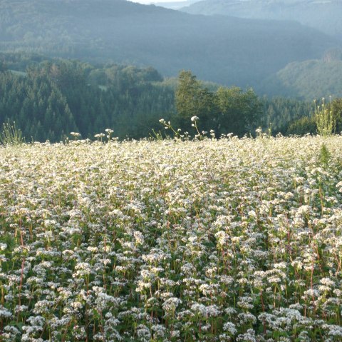 Kräuterwanderung Wiese, © Tourist-Info Islek