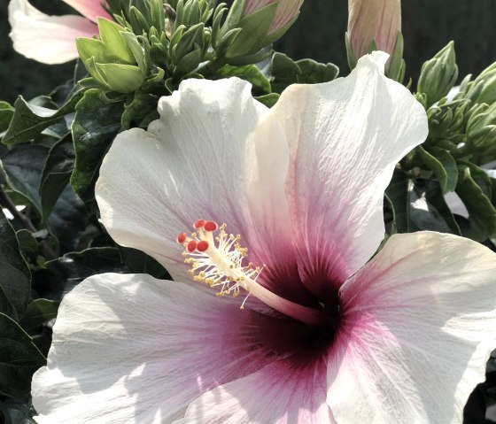 Hibiskusblüte, © Poll