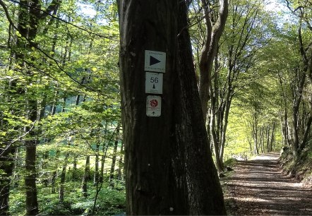 Wegstück mit Wald und Beschilderung, © Der Eifelyeti.de