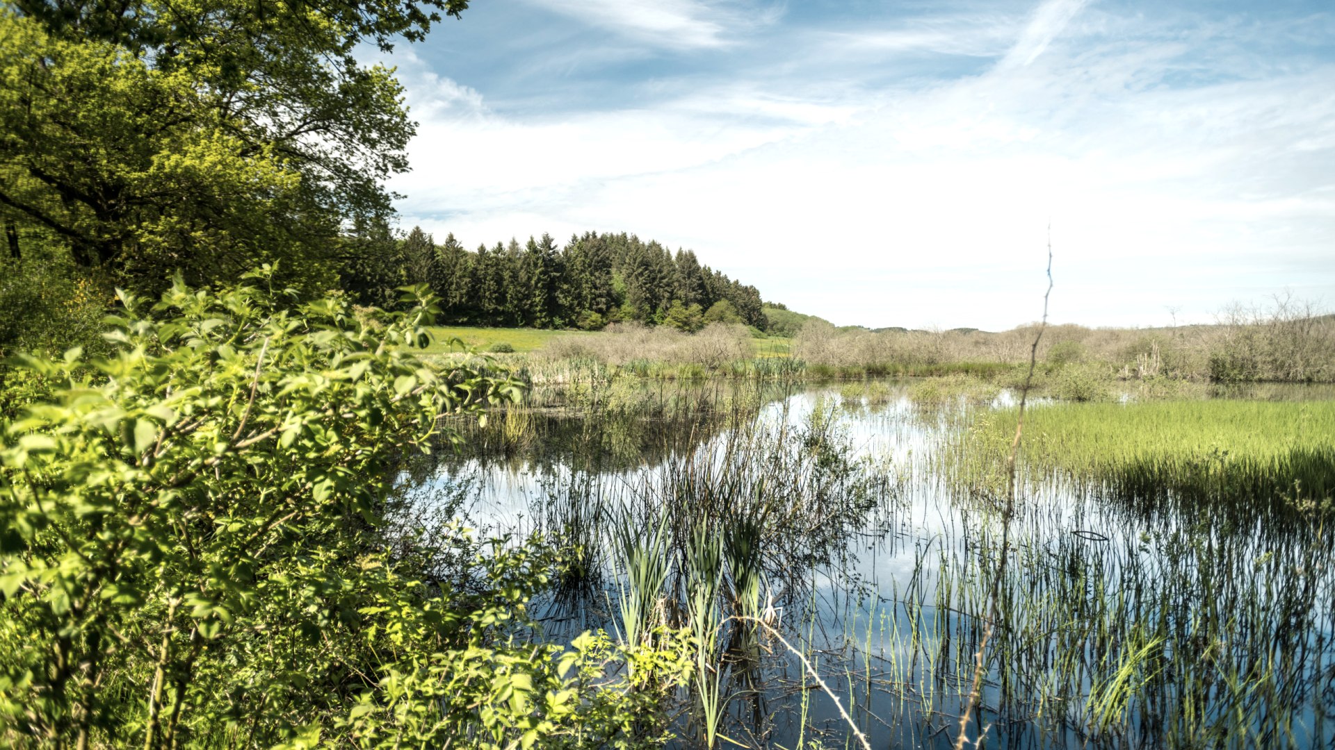 Naturschutzgebiet Mürmes, © Eifel Tourismus GmbH, Dominik Ketz