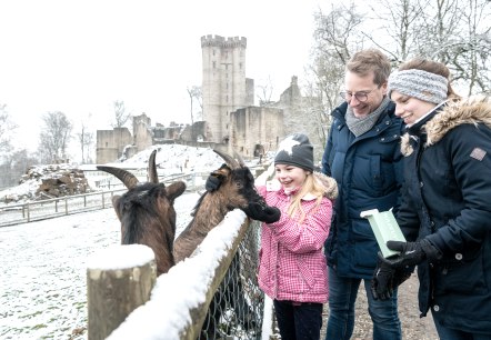 Adler- und Wolfspark Kasselburg Ziegen, © Eifel Tourismus GmbH, Dominik Ketz